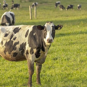 A cow in the open grass fields